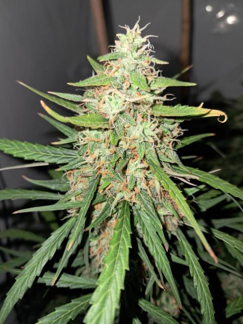 CZ-Critical xxl autoflower. Week 12