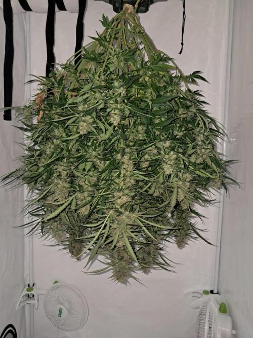 CZ-Critical xxl autoflower. Week 12