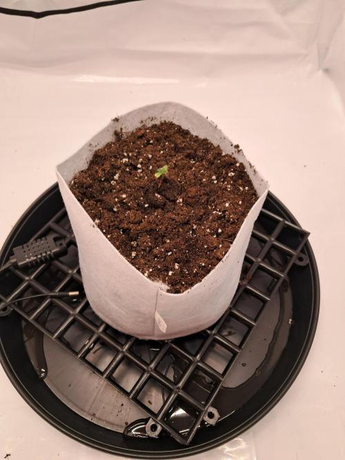 Mimosa Orange Punch | 200W | BioTabs. Week 1