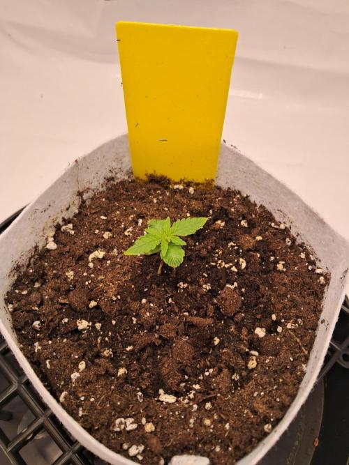 Mimosa Orange Punch | 200W | BioTabs. Week 2