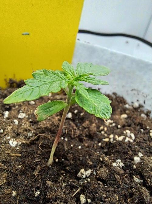 Mimosa Orange Punch | 200W | BioTabs. Week 2