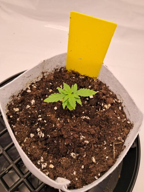 Mimosa Orange Punch | 200W | BioTabs. Week 2