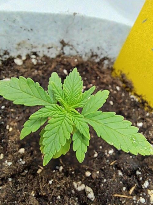 Mimosa Orange Punch | 200W | BioTabs. Week 2