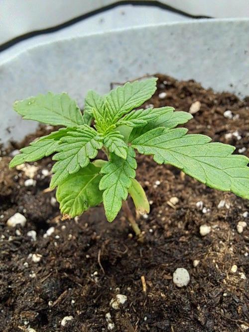 Mimosa Orange Punch | 200W | BioTabs. Week 2