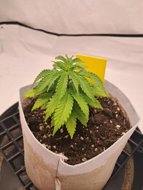 Mimosa Orange Punch | 200W | BioTabs. Week 4