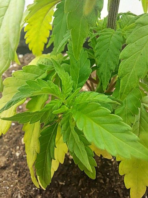 Mimosa Orange Punch | 200W | BioTabs. Week 4