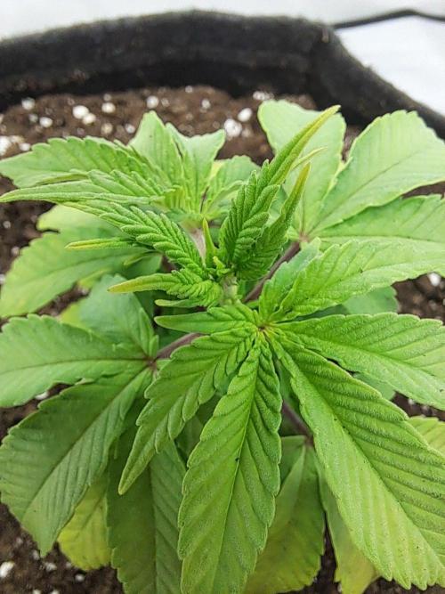 Mimosa Orange Punch | 200W | BioTabs. Week 4
