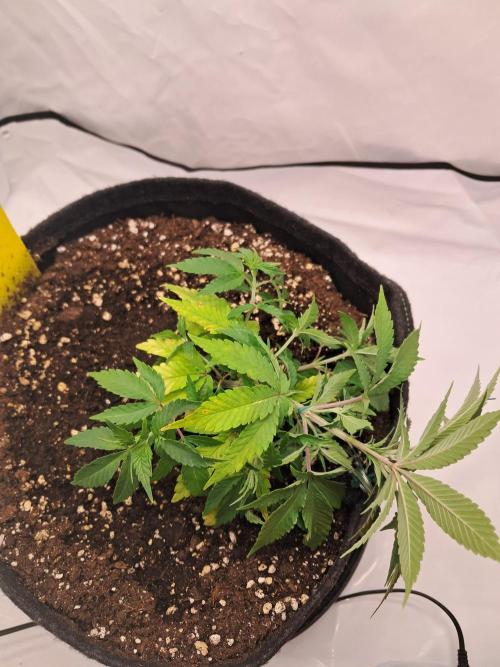 Ambient Q80+. Week 5
