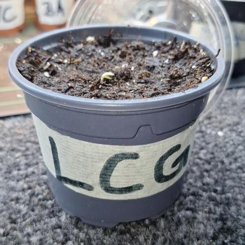 Pure Firez. Week 0 - LCG * 24.06.26 *