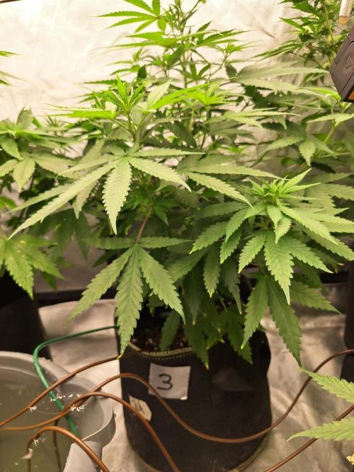 Pure Firez. Week 0 - 11.08.26 * Banana * geht so langsam zur Blüte über und legt nen ordentlichen Stretch hin 