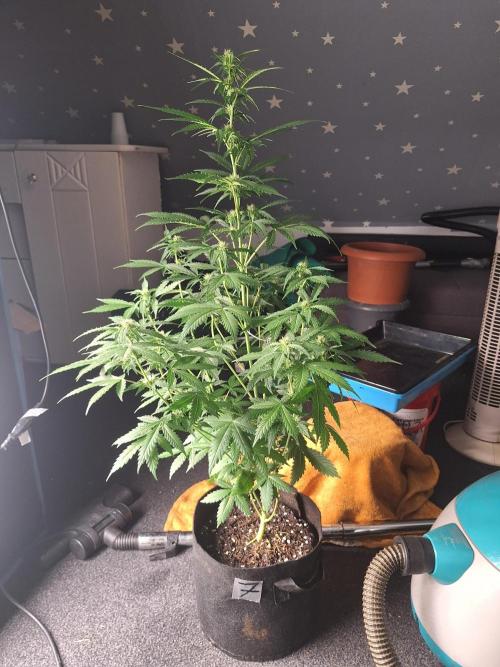 Pure Firez. Week 0 - 11.08.26 * Lemon Cherry Gelato * am Ende des Stretches  