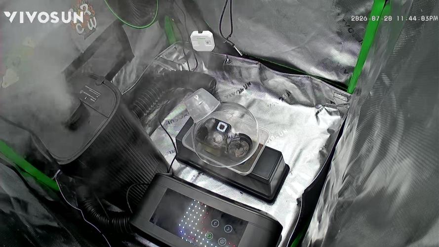 Here Comes The Bride. Week 0 - Germination tent is smaller than the grow tent (easier to maintain humidity)