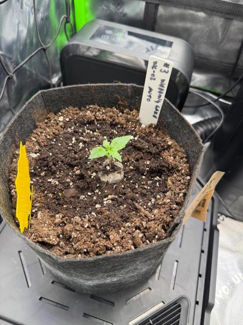Here Comes The Bride. Week 1 - Day 11 in seedling 🌱 for Crumb