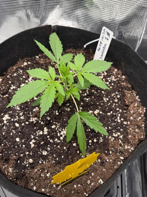 Here Comes The Bride. Week 1 - Opal is the clear standout. This is day 3 in veg 🥒 for Opal (1)