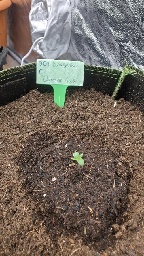 First run ever. Week 0 - That one has the biggest round leaves, naming it "C"