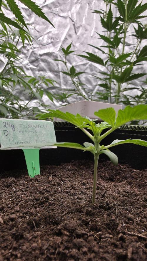 Sensi Seeds - Sticky Orange XXL Auto. Week 2