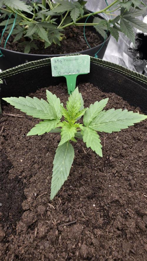 Sensi Seeds - Sticky Orange XXL Auto. Week 2