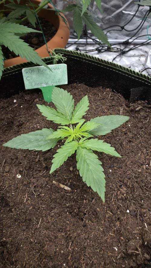 Sensi Seeds - Sticky Orange XXL Auto. Week 2