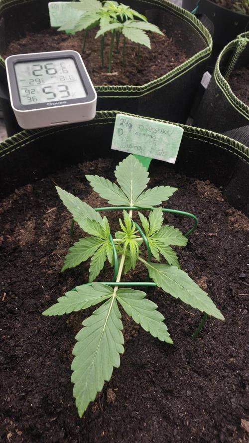 Sensi Seeds - Sticky Orange XXL Auto. Week 2