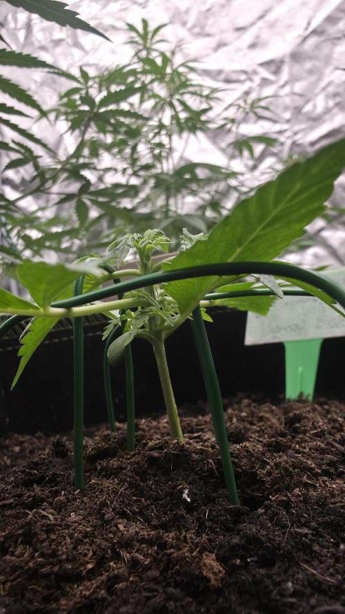 Sensi Seeds - Sticky Orange XXL Auto. Week 2