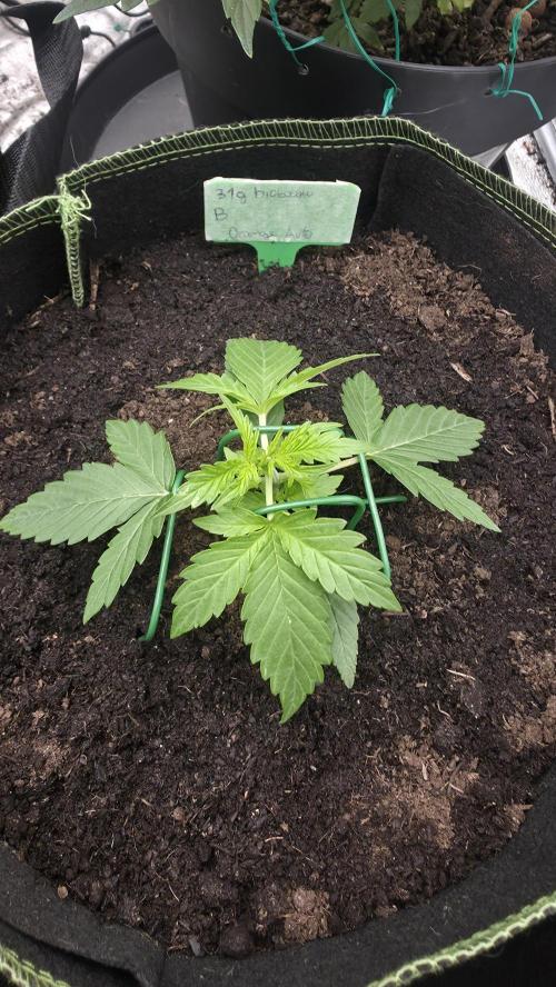 Sensi Seeds - Sticky Orange XXL Auto. Week 2