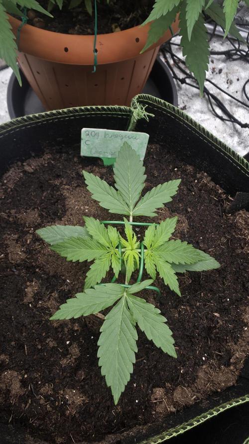 Sensi Seeds - Sticky Orange XXL Auto. Week 2