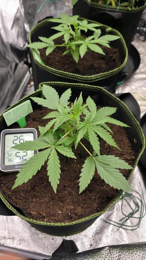 Sensi Seeds - Sticky Orange XXL Auto. Week 3