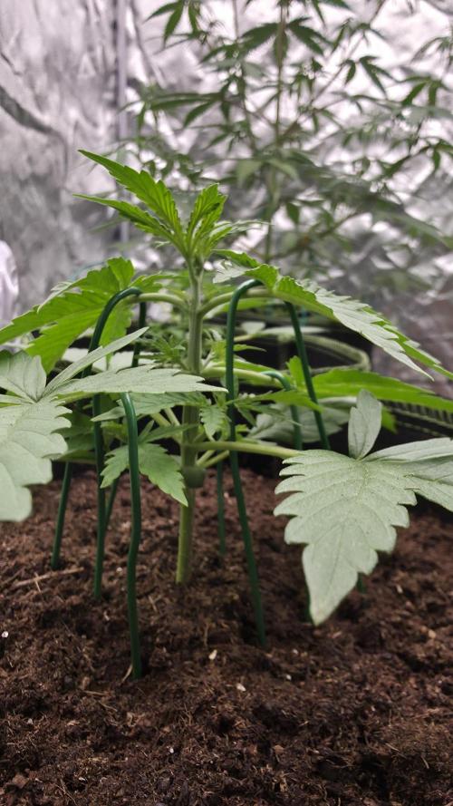 Sensi Seeds - Sticky Orange XXL Auto. Week 3