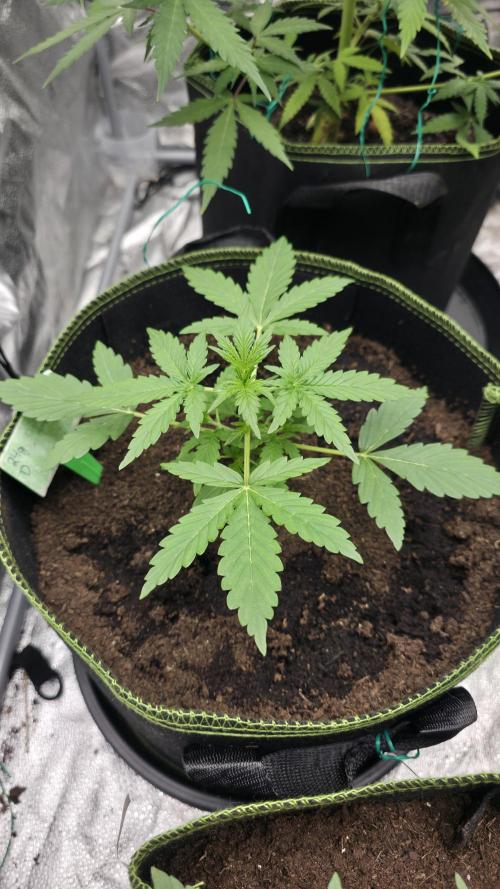 Sensi Seeds - Sticky Orange XXL Auto. Week 3