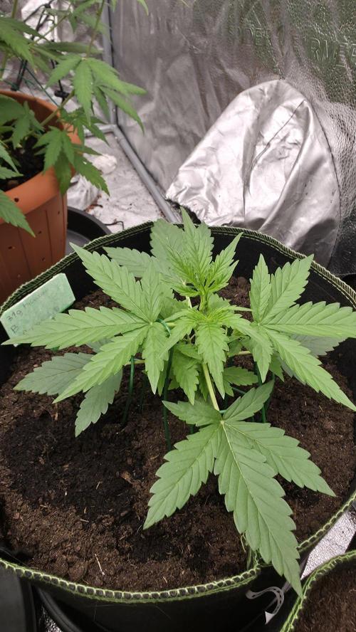 Sensi Seeds - Sticky Orange XXL Auto. Week 3