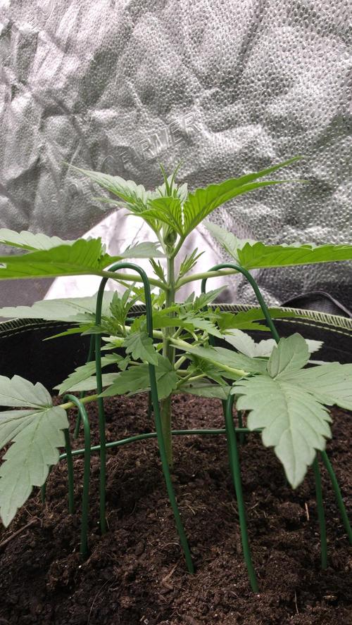 Sensi Seeds - Sticky Orange XXL Auto. Week 3
