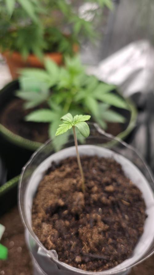 Special Queen Fem.. Week 0