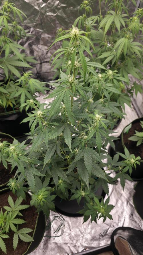 Banana Kush Cake (First Grow). Week 6