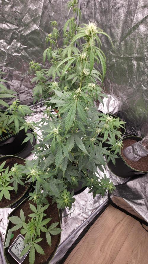Banana Kush Cake (First Grow). Week 6