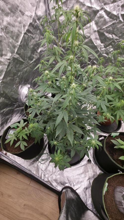 Banana Kush Cake (First Grow). Week 6