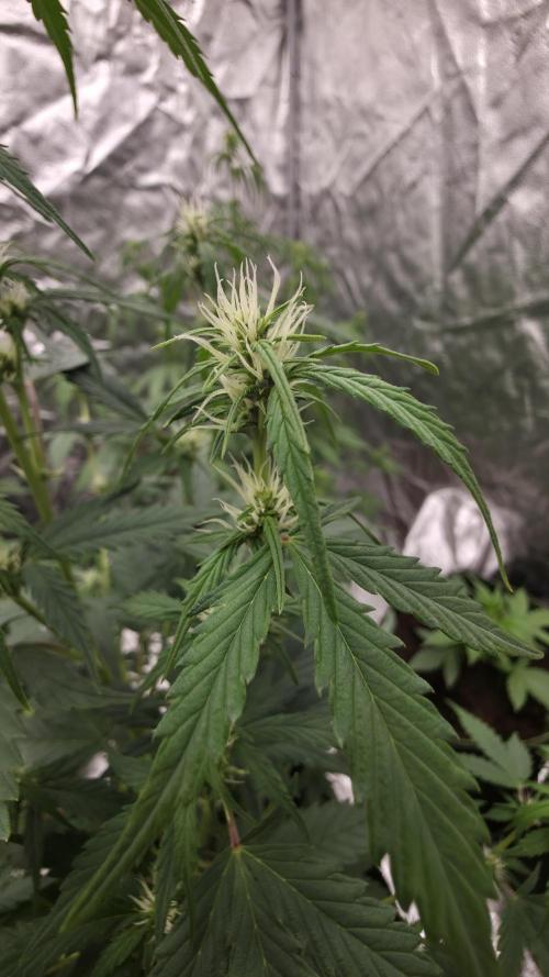 Banana Kush Cake (First Grow). Week 6