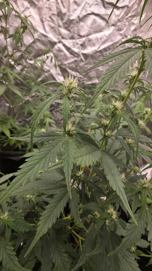 Banana Kush Cake (First Grow). Week 6