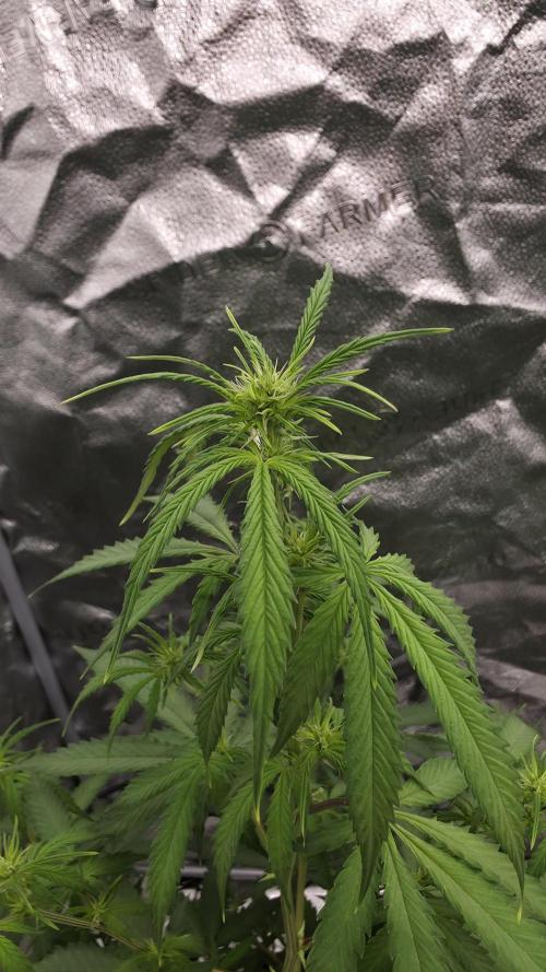 NL autos (First Grow). Week 7