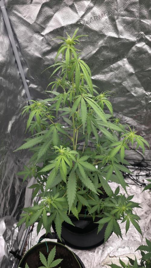 NL autos (First Grow). Week 7