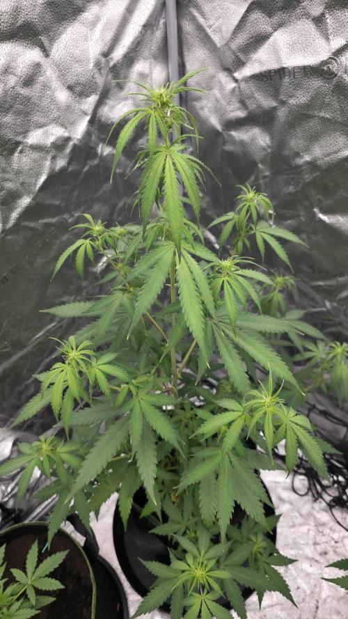 NL autos (First Grow). Week 7