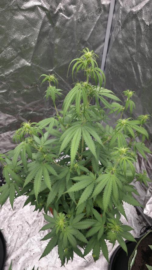 NL autos (First Grow). Week 7