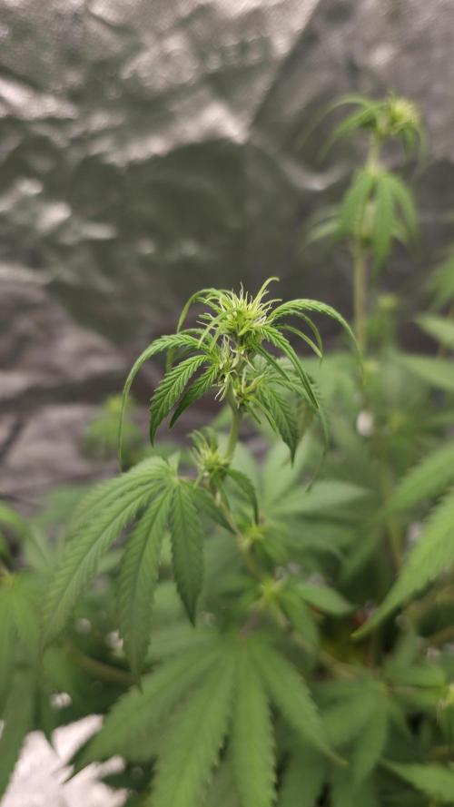 NL autos (First Grow). Week 7