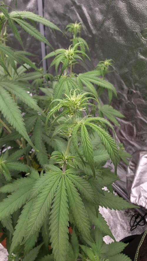 NL autos (First Grow). Week 7