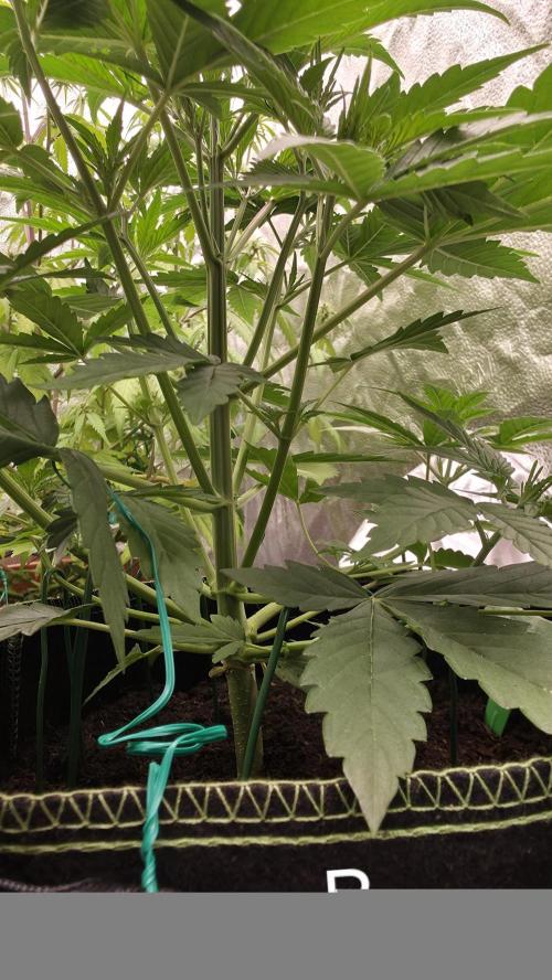 Sensi Seeds - Sticky Orange XXL Auto. Week 4