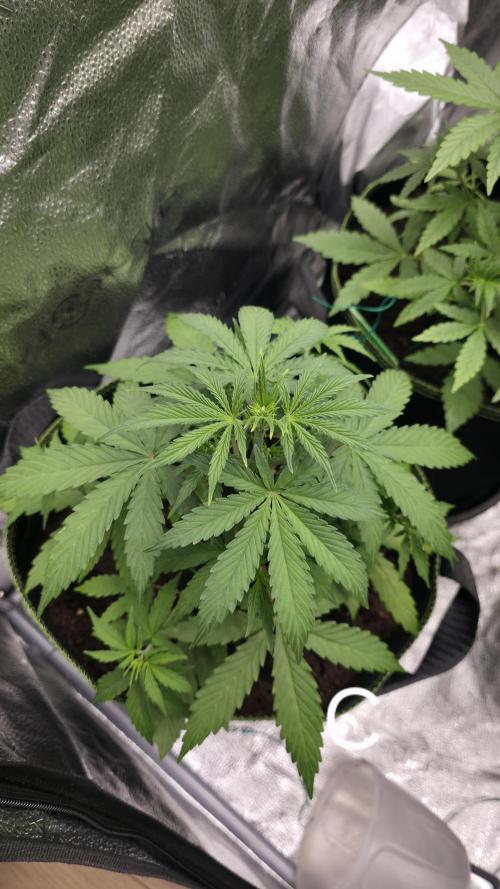 Sensi Seeds - Sticky Orange XXL Auto. Week 4