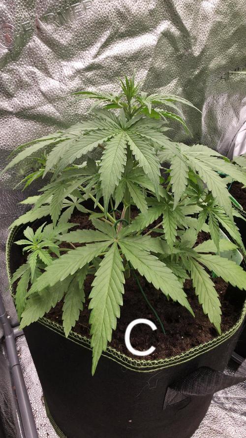 Sensi Seeds - Sticky Orange XXL Auto. Week 4