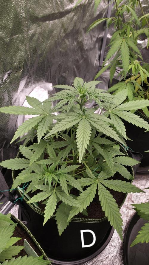 Sensi Seeds - Sticky Orange XXL Auto. Week 4