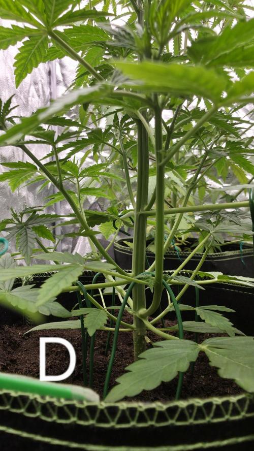 Sensi Seeds - Sticky Orange XXL Auto. Week 4