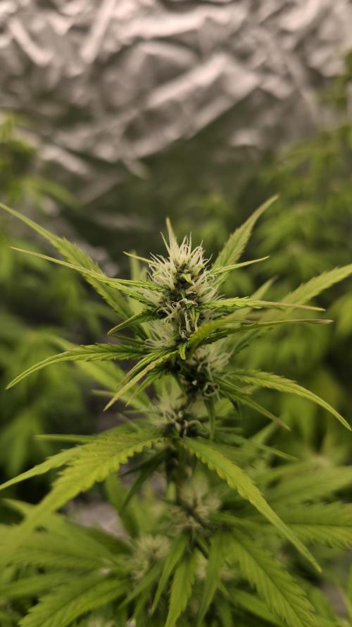 Banana Kush Cake (First Grow). Week 2