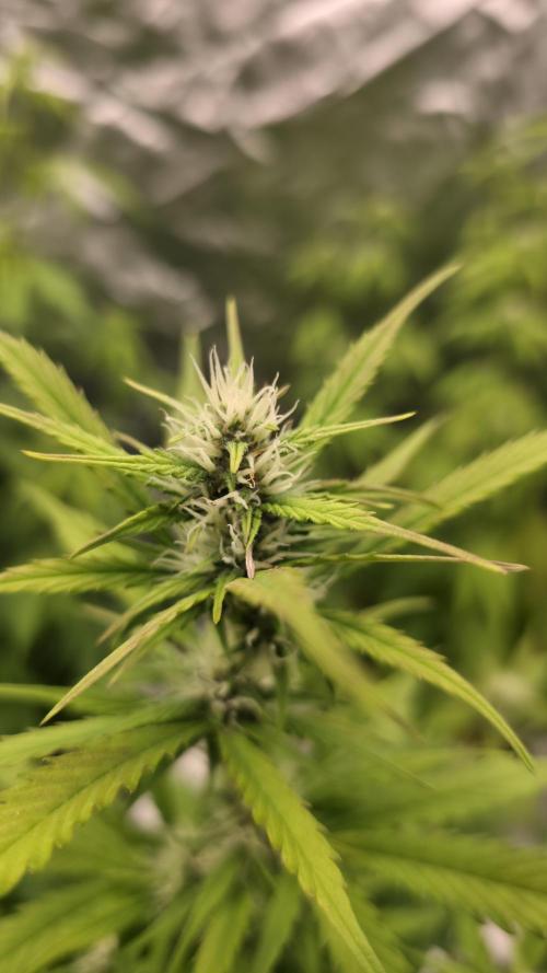 Banana Kush Cake (First Grow). Week 2